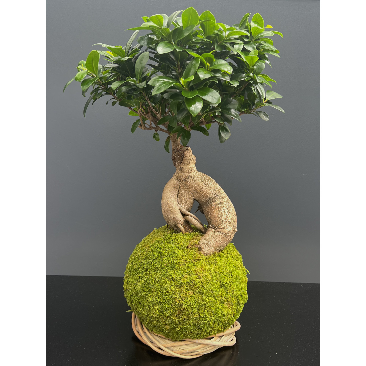 Oh My Green ! Kokedama Ficus Ginseng taille L