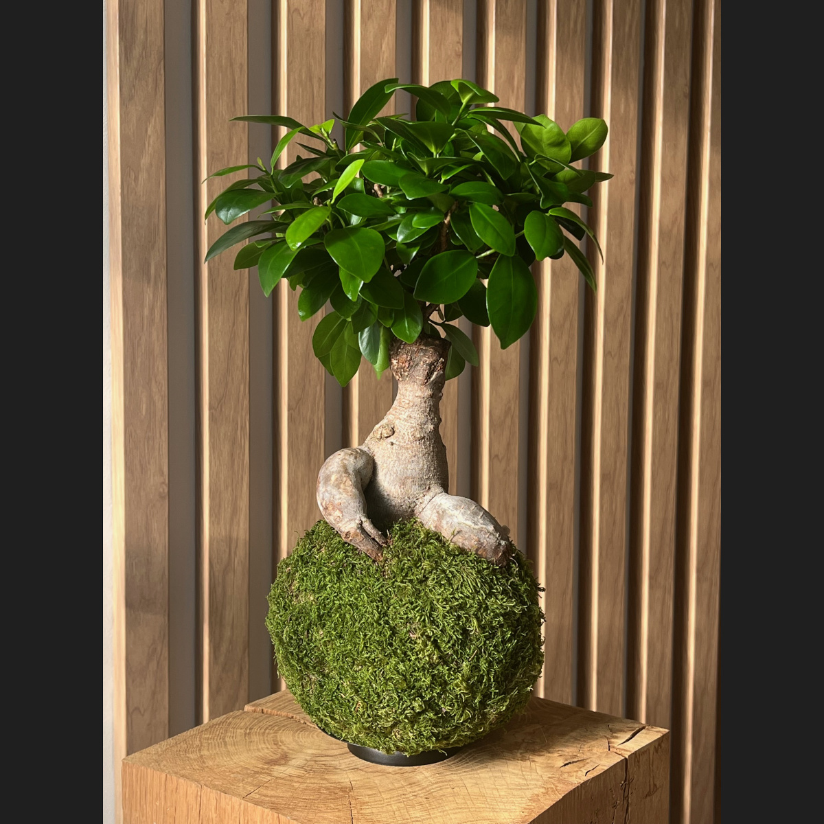 Oh My Green ! Kokedama Ficus Ginseng taille M